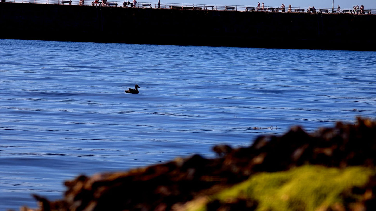 Whitby Harbour Duck Bundle