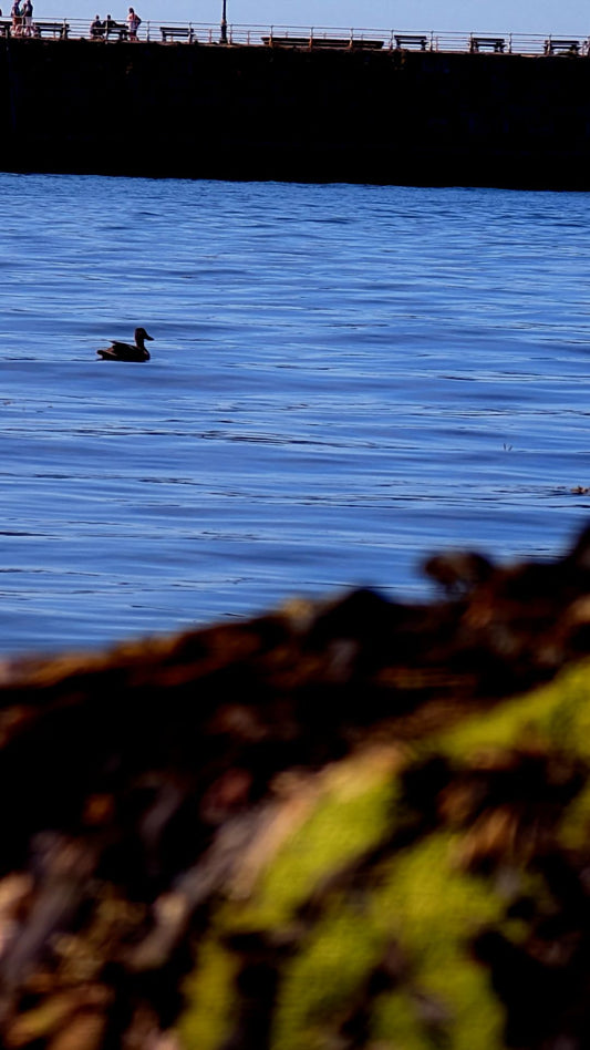 Whitby Harbour Duck Bundle