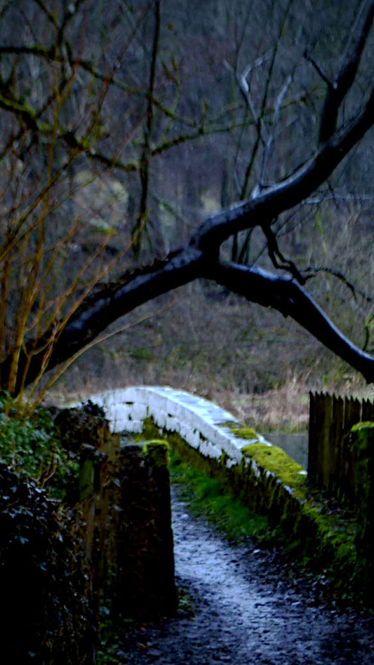 Mossy Stone Bridge Woodland Path Bundle