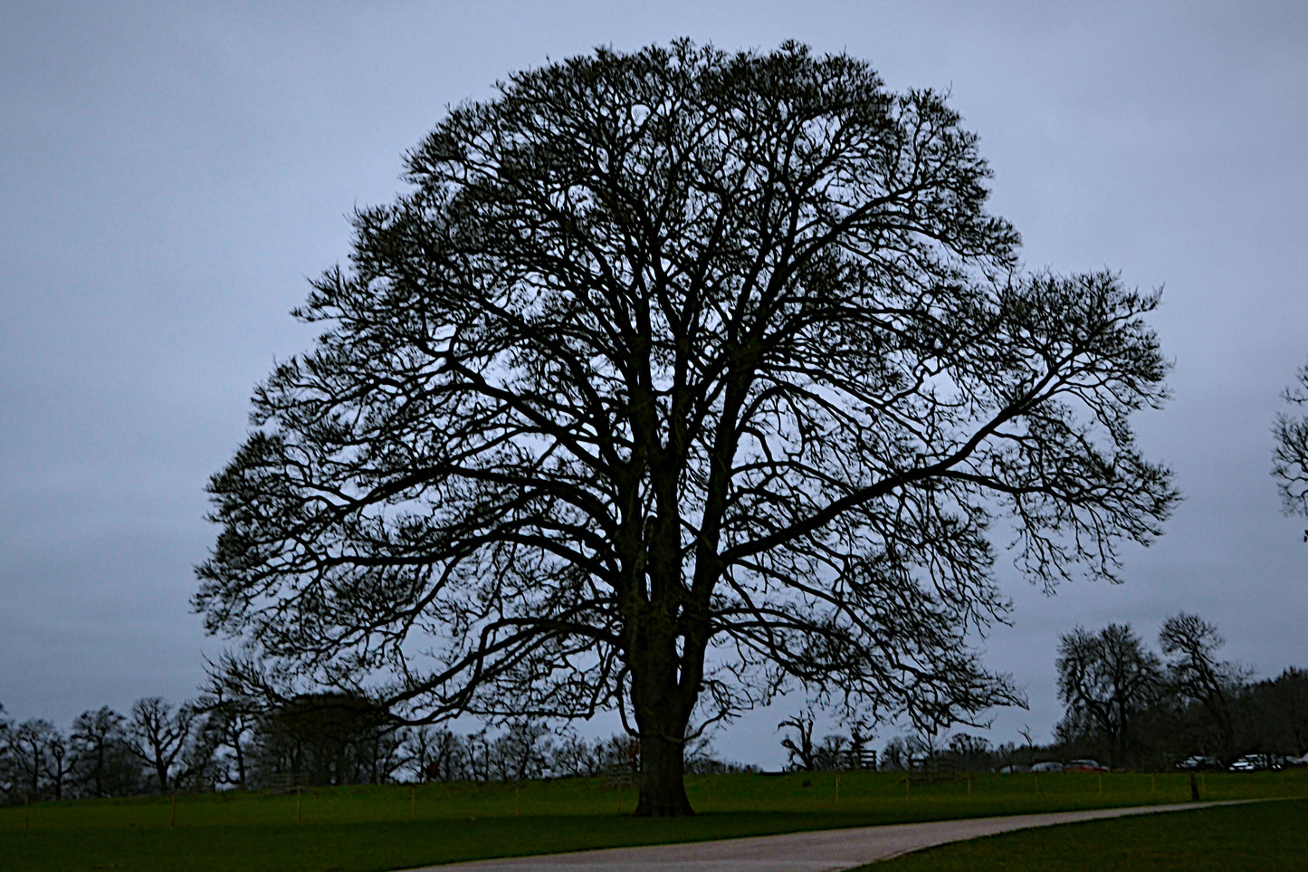 Calke Abbey Autumn Tree Silhouette Bundle