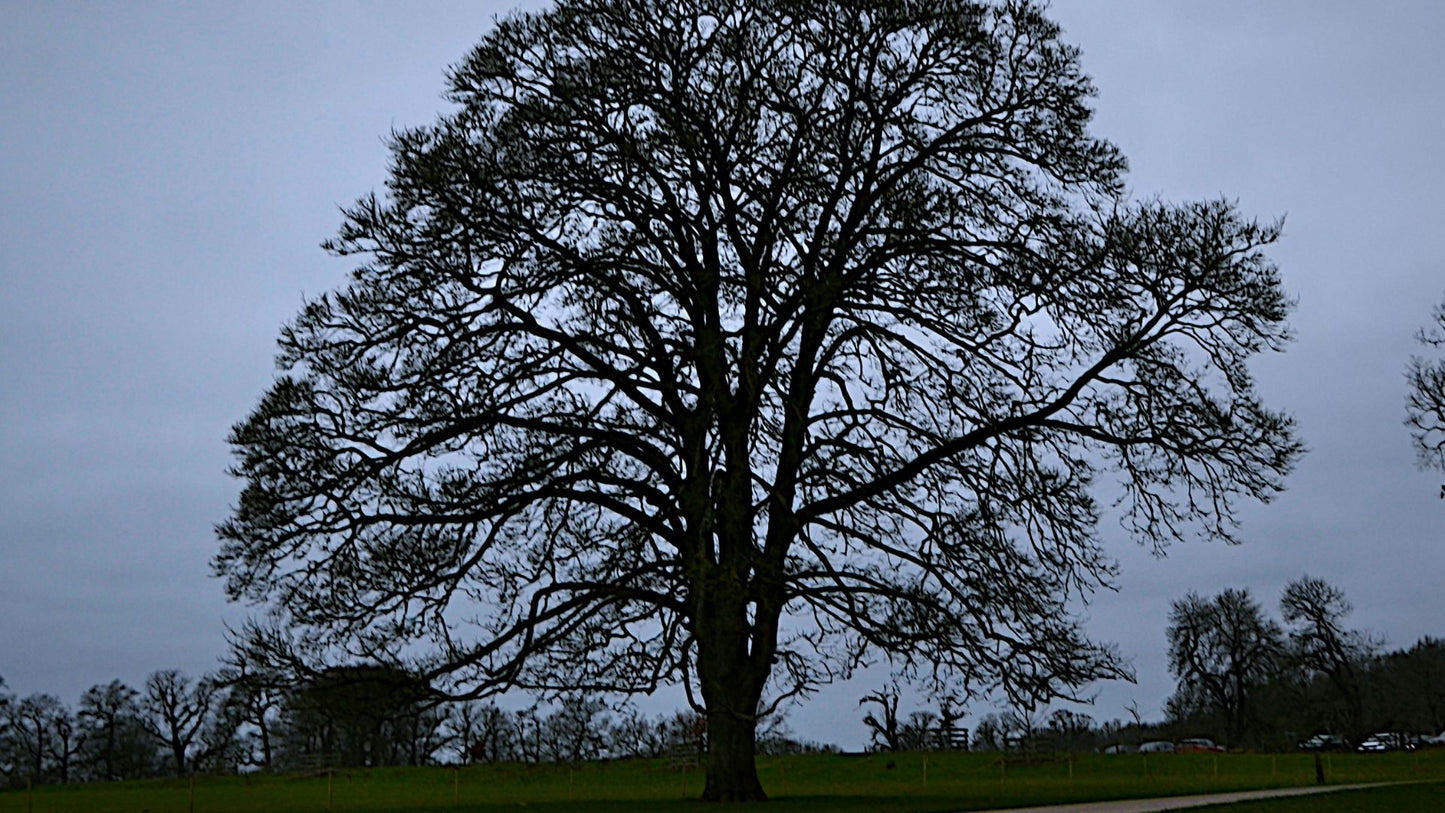 Calke Abbey Autumn Tree Silhouette Bundle