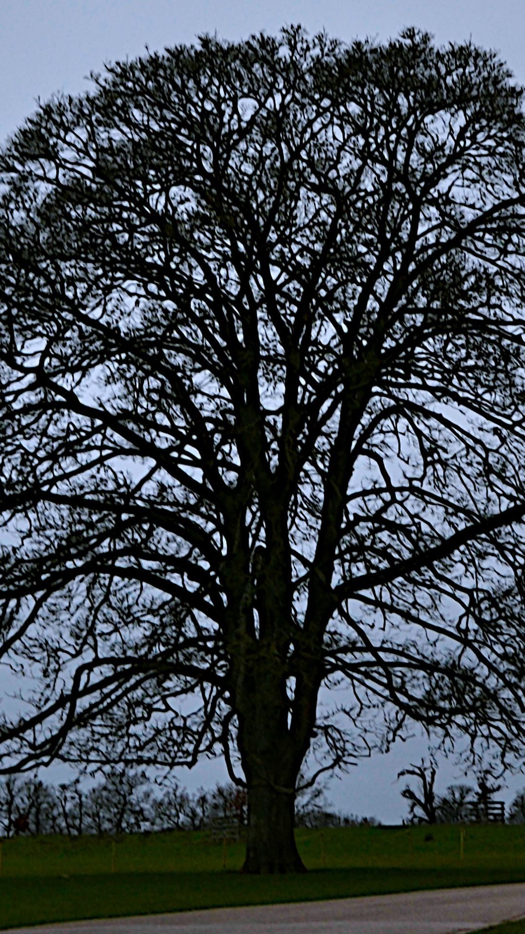 Calke Abbey Autumn Tree Silhouette Bundle