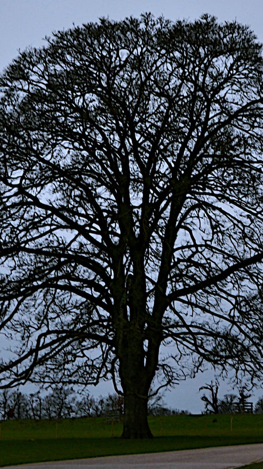 Calke Abbey Autumn Tree Silhouette Bundle