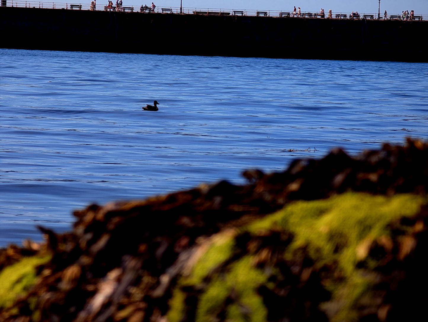 Whitby Harbour Duck Bundle