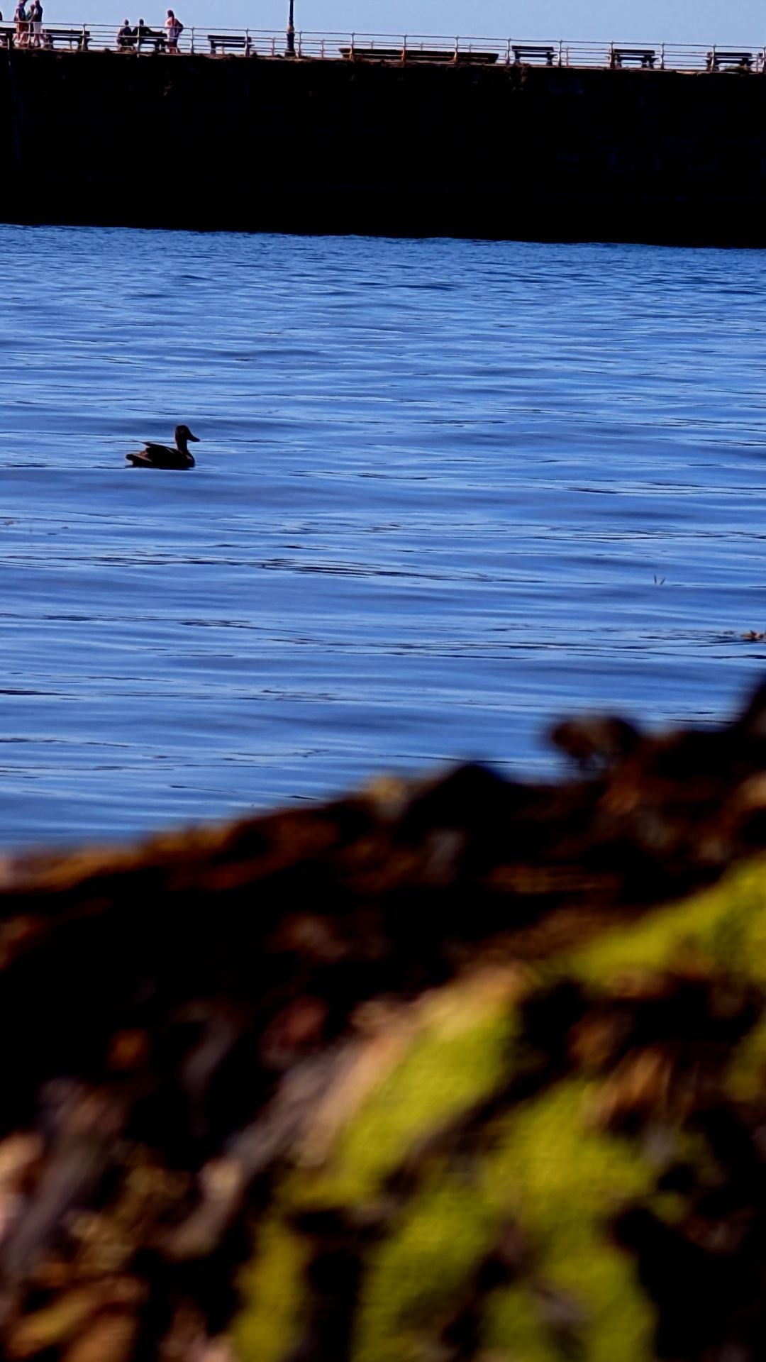 Whitby Harbour Duck Bundle