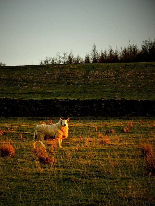 Druids Temple Yorkshire sheep watching sunset Bundle