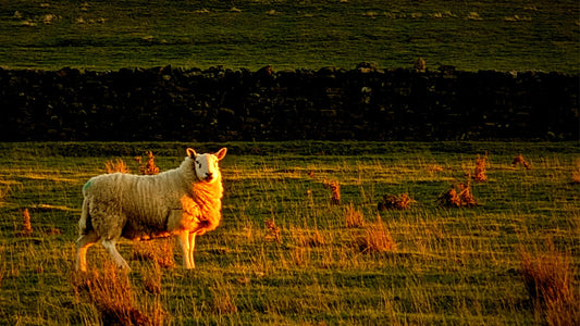 Druids Temple Yorkshire sheep watching sunset Bundle