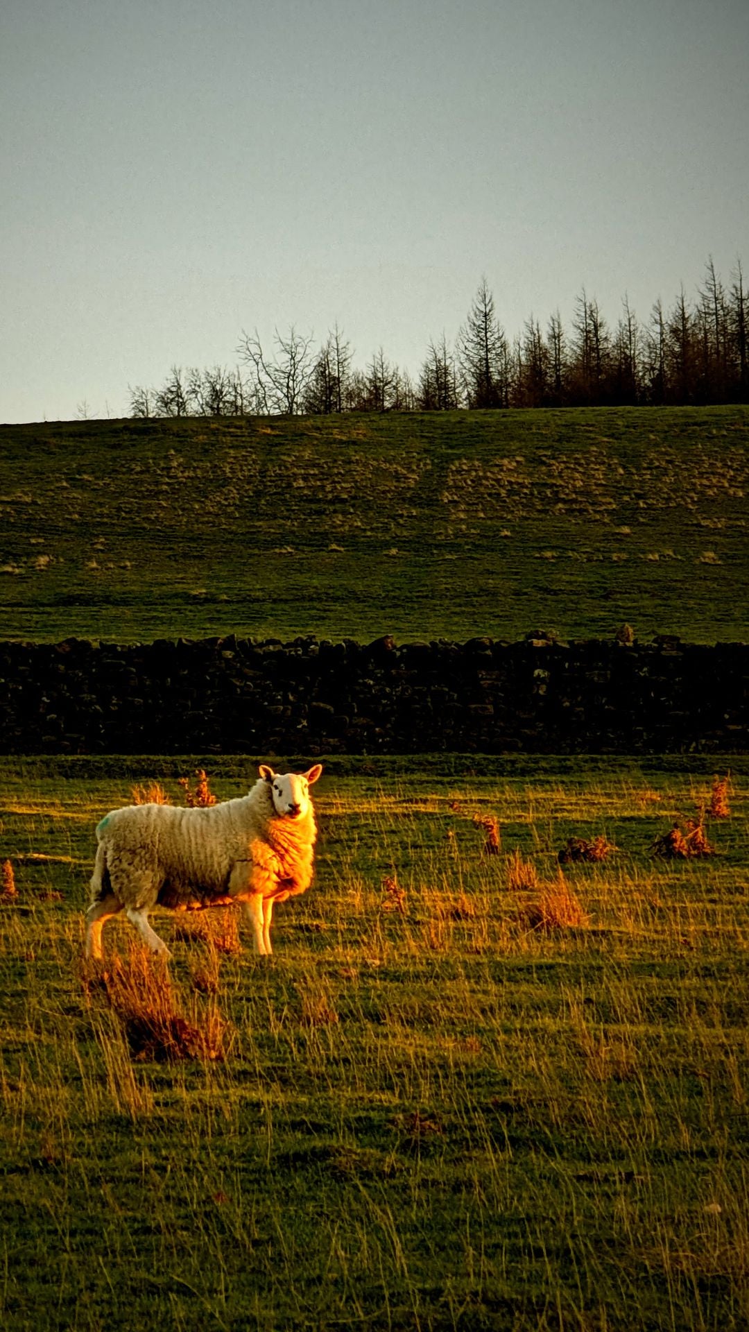 Druids Temple Yorkshire sheep watching sunset Bundle