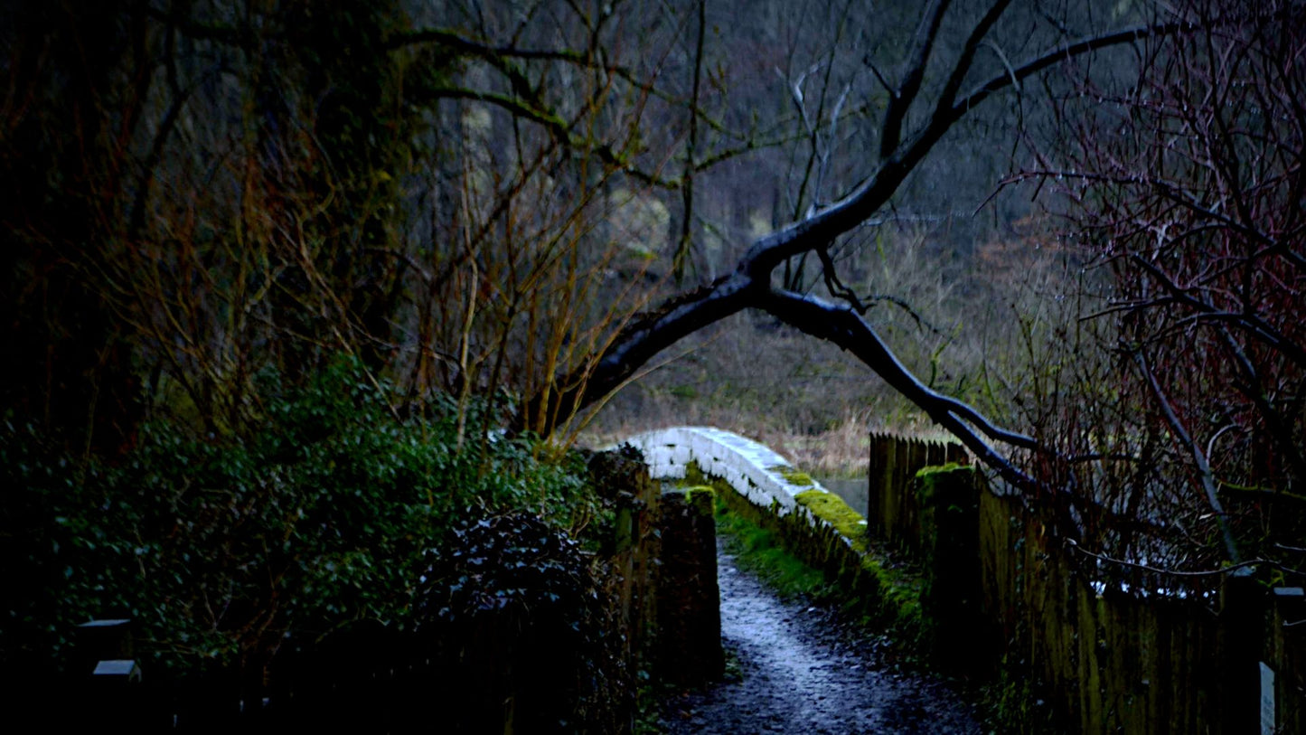 Mossy Stone Bridge Woodland Path Bundle