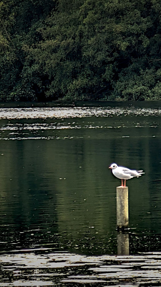 Melbourne Seagull Post Bundle