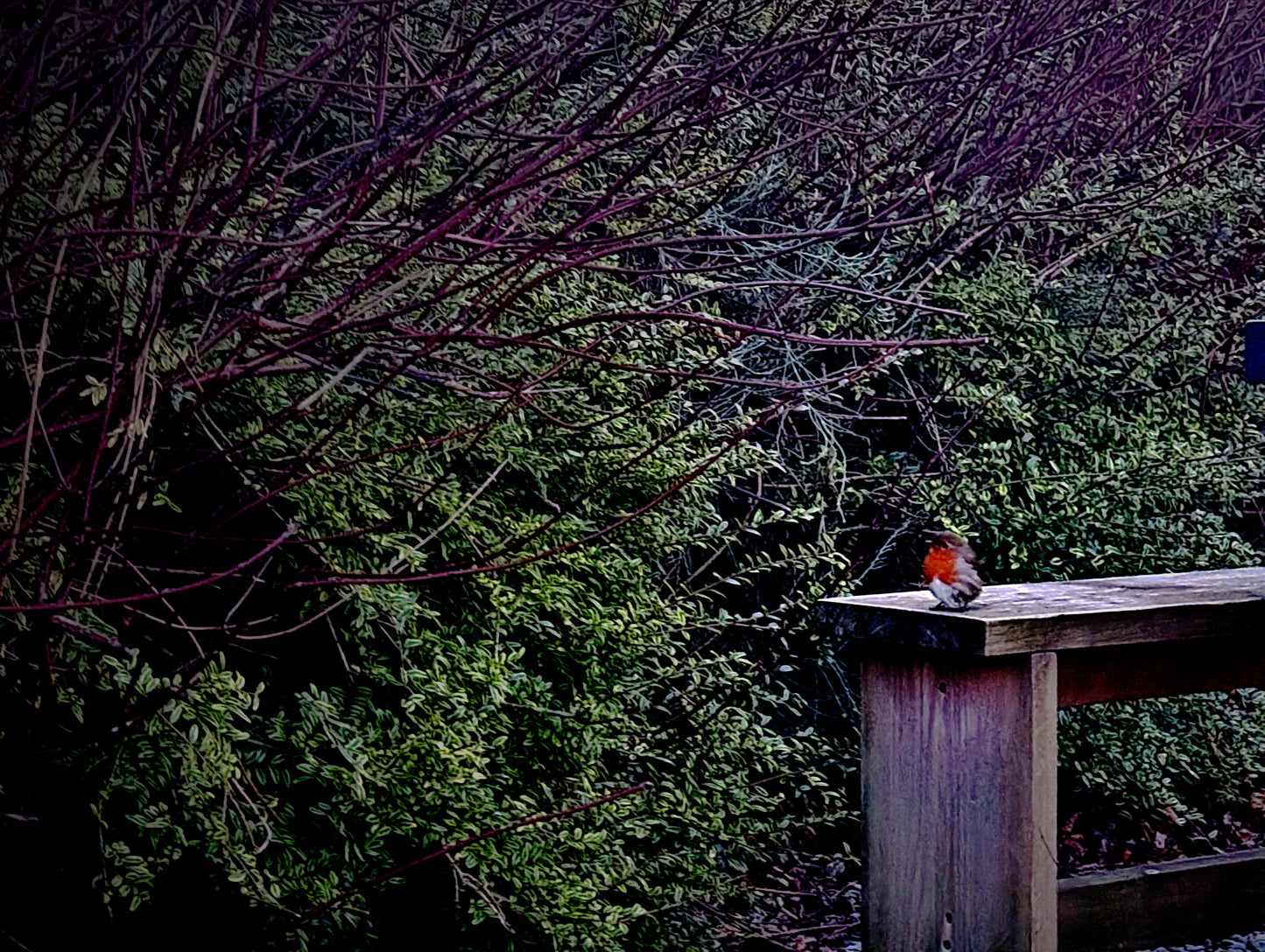 Wild Robin Resting on Bench Bundle