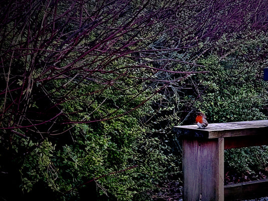 Wild Robin Resting on Bench Bundle