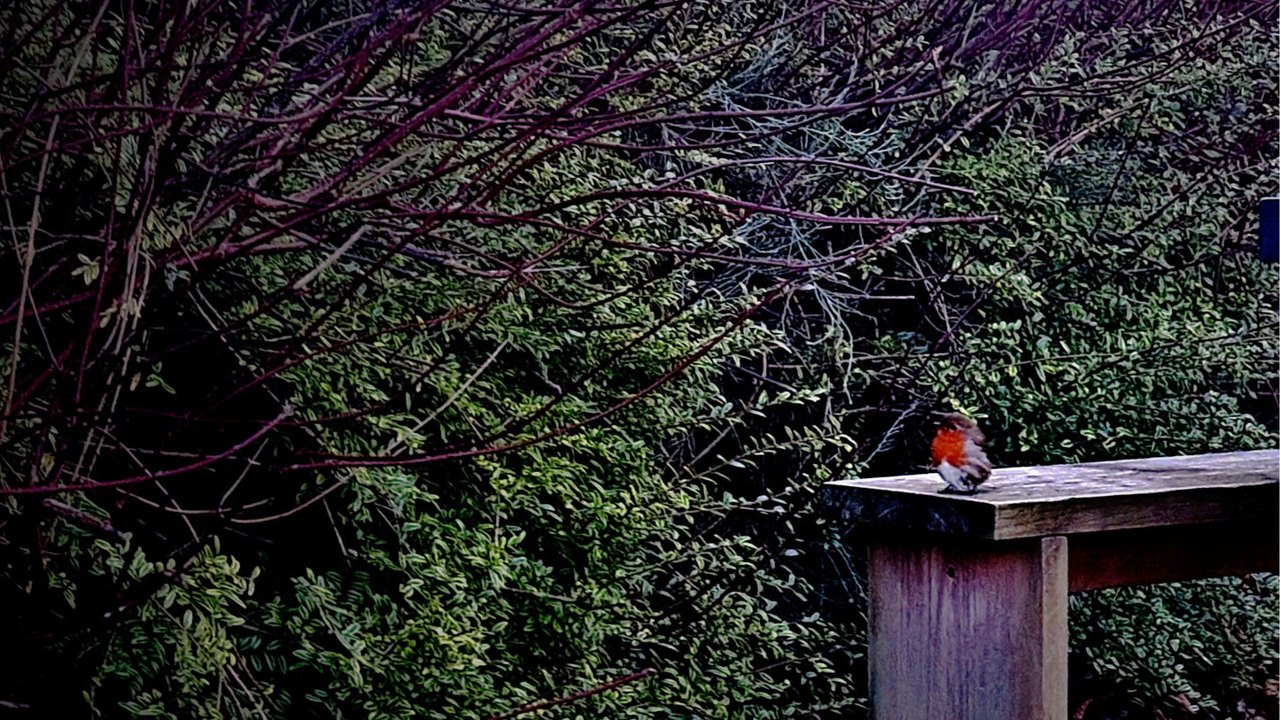 Wild Robin Resting on Bench Bundle