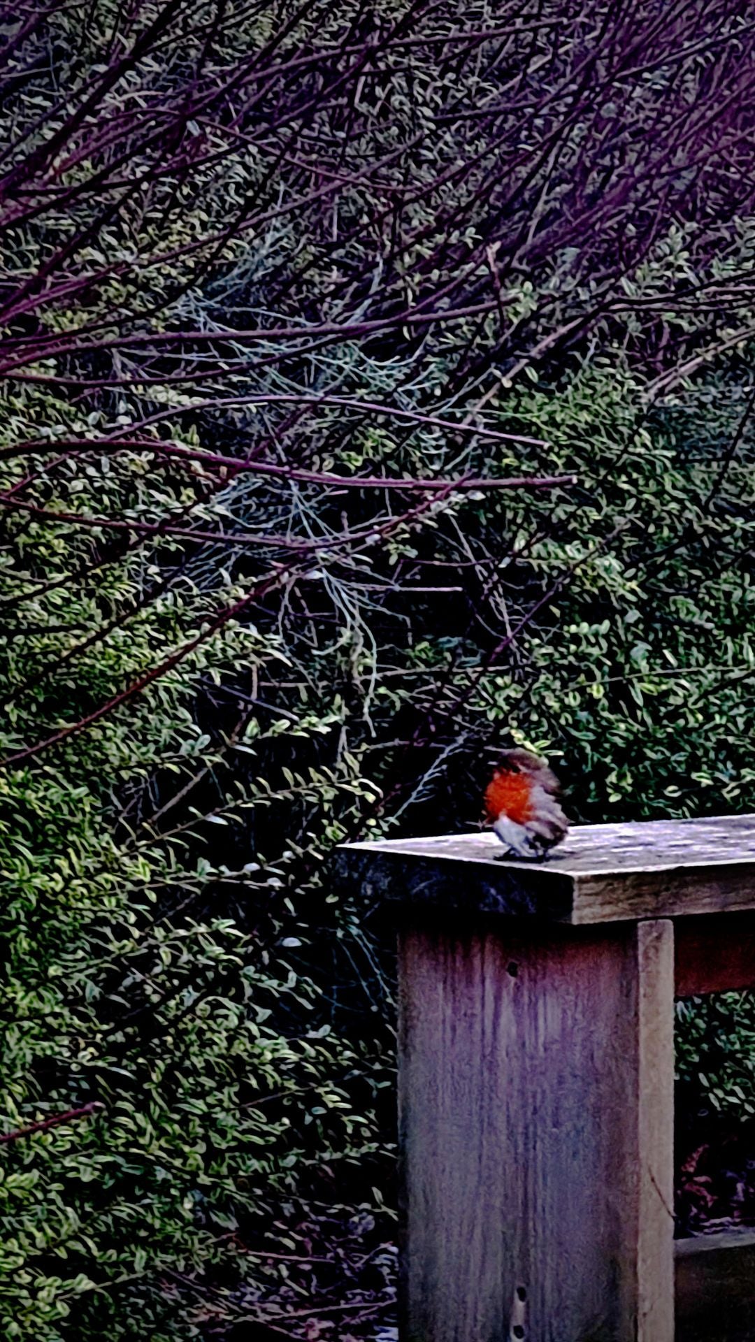 Wild Robin Resting on Bench Bundle